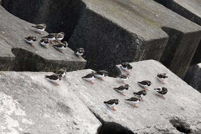 Azores Marine Birdwatching Expedition w/ Biologist Guide - An In-Depth Look at the Azores Marine Birdwatching Expedition
