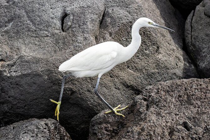 Azores Marine Birdwatching Expedition w/ Biologist Guide - FAQs