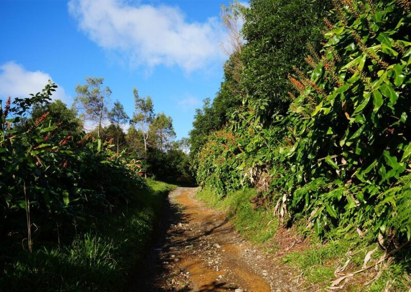 Azores: São Miguel and Lagoa do Fogo Hiking Trip - Descending and Additional Sightseeing
