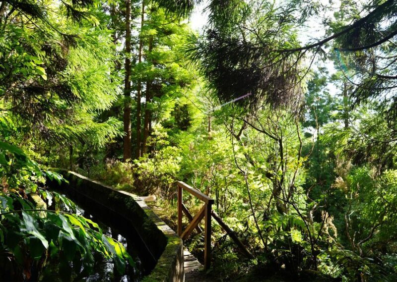 Azores: São Miguel and Lagoa do Fogo Hiking Trip - Final Thoughts: Who Should Book This Tour?