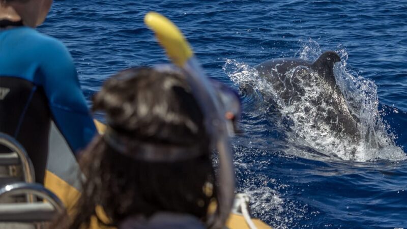 Azores: Swim with Dolphins Atlantic Experience - In-Depth Review of the Azores Swim with Dolphins Experience