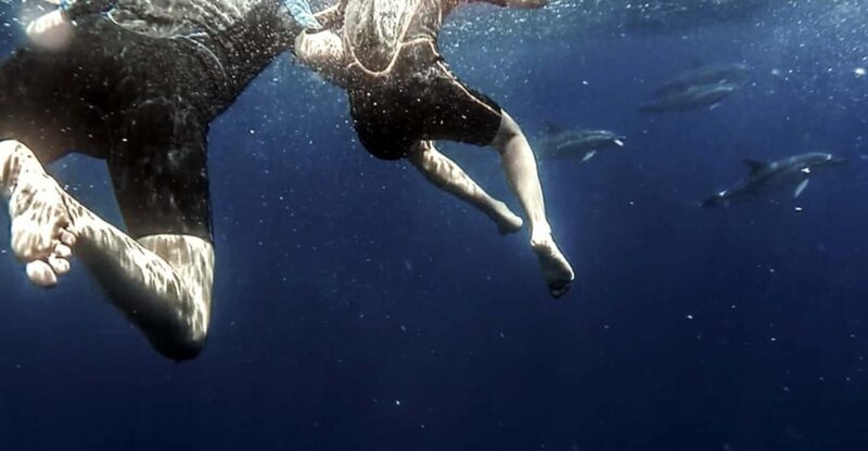Azores: Swim with Dolphins Atlantic Experience - Diving Into the Details of the Experience