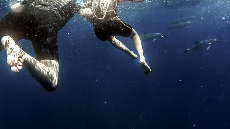 Azores: Swim with Dolphins Atlantic Experience - Authentic Encounters and What They Mean for You