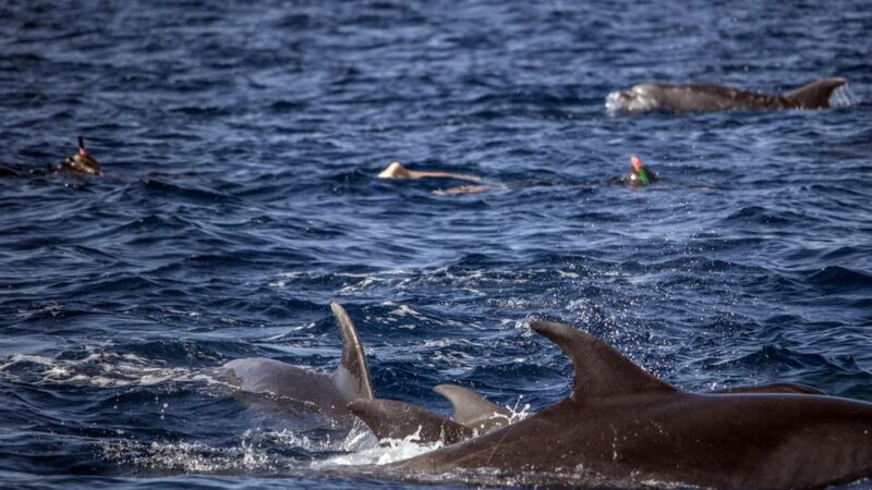 Azores: Swim with Dolphins Atlantic Experience - Final Thoughts on Value and Experience