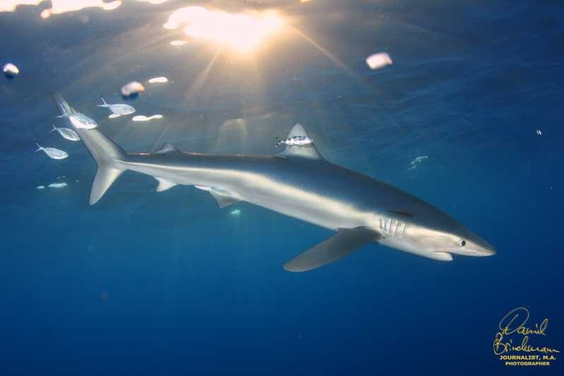 Azores: Swimming with the Sharks - An In-Depth Look at Swimming with Sharks in the Azores