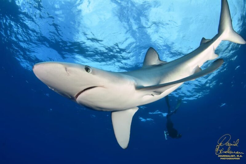 Azores: Swimming with the Sharks - Why Choose This Tour?