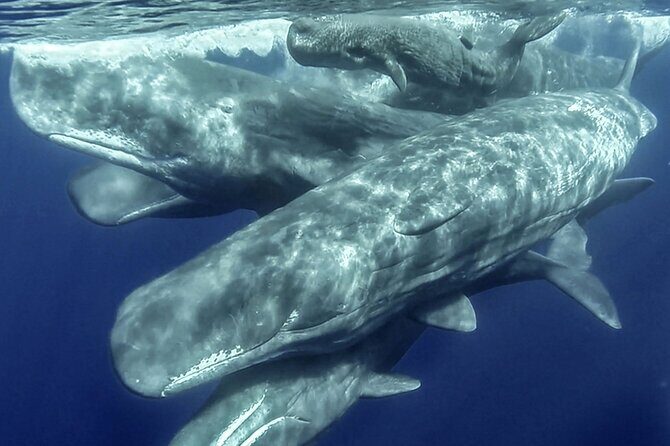 Azores Whale Watching & Islet Boat Tour - Azores Whale Watching & Islet Boat Tour: A Detailed Review