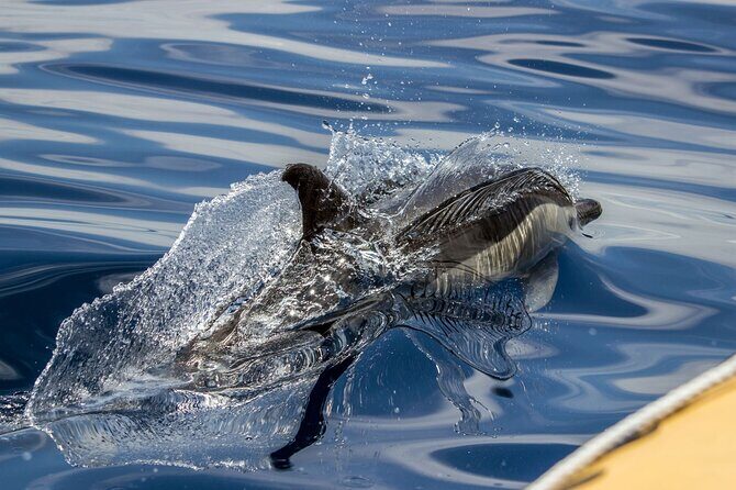 Azores Whale Watching & Islet Boat Tour - Key Points