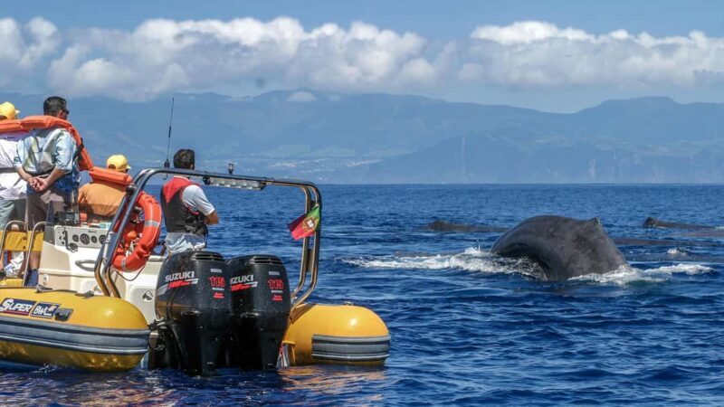 Azores: Whale Watching & Islet Boat Tour w/ Marine Biologist - A Deep Dive into the Experience