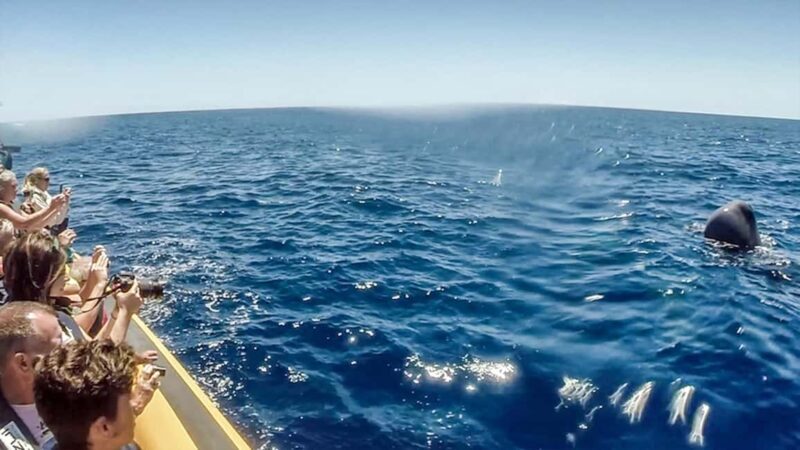 Azores: Whale Watching & Islet Boat Tour w/ Marine Biologist - FAQ