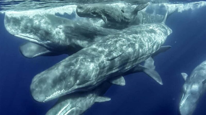 Azores: Whale Watching & Islet Boat Tour w/ Marine Biologist - Final Thoughts