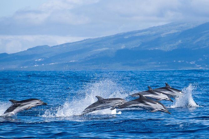 Azores Whale Watching Tour  Ponta Delgada - Final Thoughts