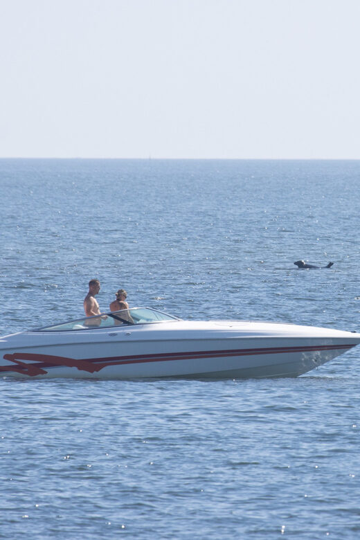 Baabe on Rügen: Seal-Spotting Cruise in the Baltic - An In-Depth Look at the Seal-Spotting Cruise from Baabe