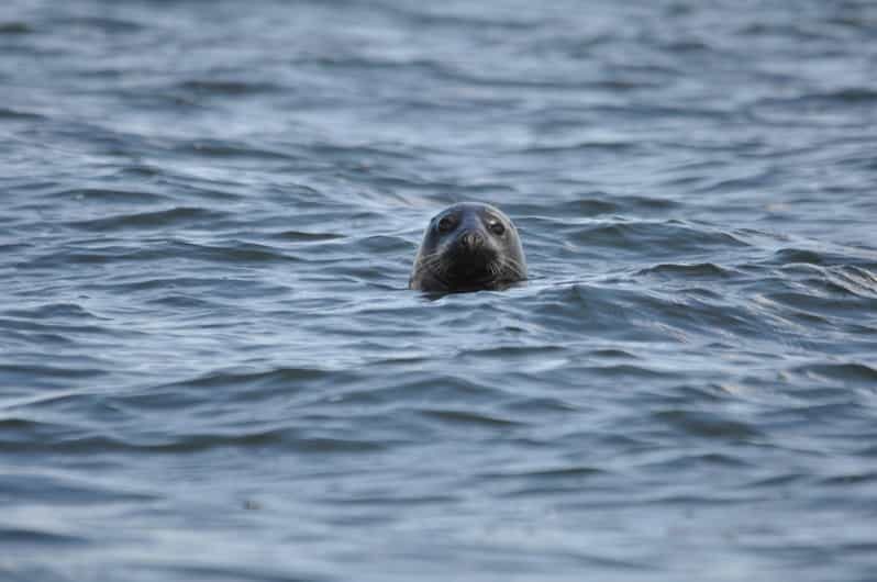 Baabe on Rügen: Seal-Spotting Cruise in the Baltic - Frequently Asked Questions