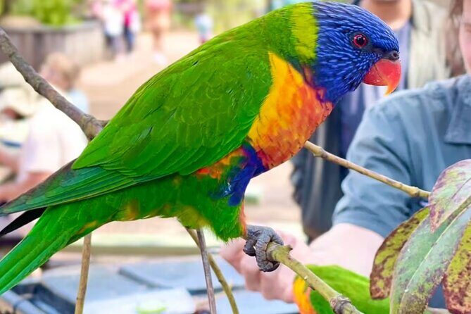 Baby Animals, Boomerangs and BBQ Lunch - The Full Experience: An In-Depth Look