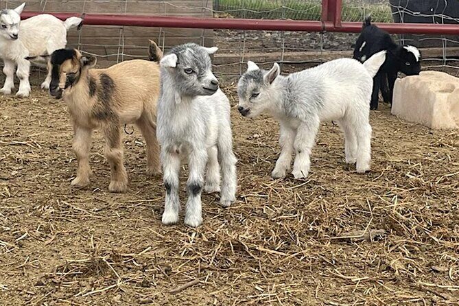 Baby Goat Cuddling and Wine Tour - Baby Goat Cuddling and Wine Tour: A Delightful Blend of Animals and Local Charm