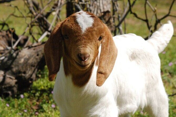 Baby Goat Cuddling and Wine Tour - A Detailed Look at the Baby Goat Cuddling and Wine Tour