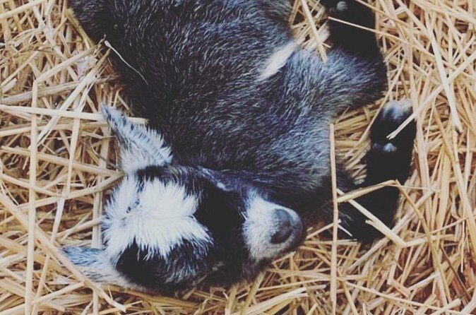 Baby Goat Cuddling and Wine Tour - FAQ