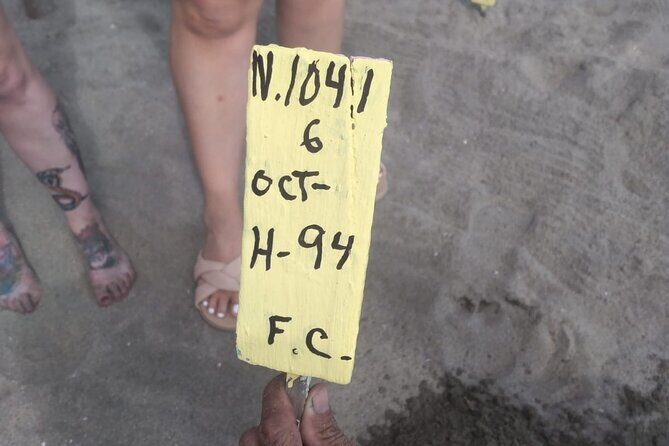 Baby Sea Turtle Releasing Sightseeing Tour with Luis de la Maza - A Deep Dive Into the Experience