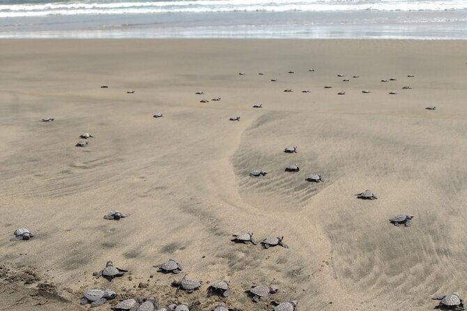 Baby Sea Turtle Releasing Sightseeing Tour with Luis de la Maza - Practical Tips