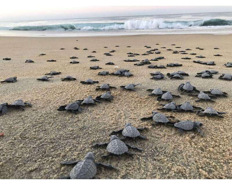 Baby Sea turtles release in Puerto Escondido - Key Points