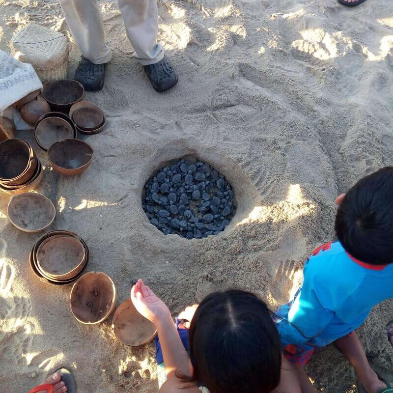 Baby Sea turtles release in Puerto Escondido - A Deeper Look at the Experience