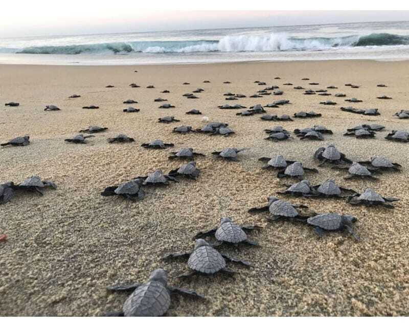 Baby Sea turtles release in Puerto Escondido - FAQ