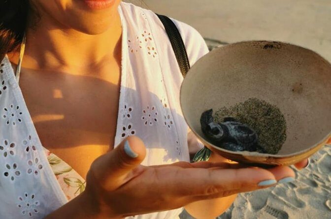 Baby Turtle Release - A Deep Look at the Baby Turtle Release Tour