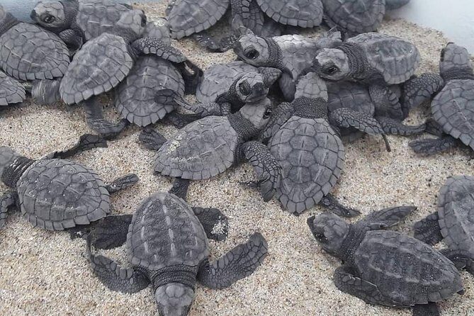 Baby Turtle Release - Final Thoughts: Why It’s Worth It