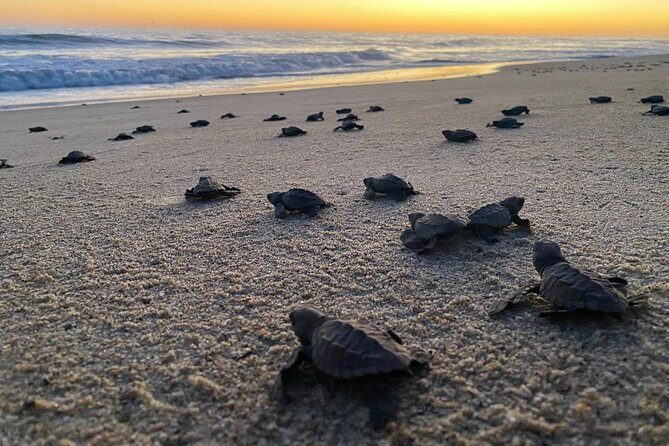Baby Turtle Release in Coyote Escobilla Beach - Key Points