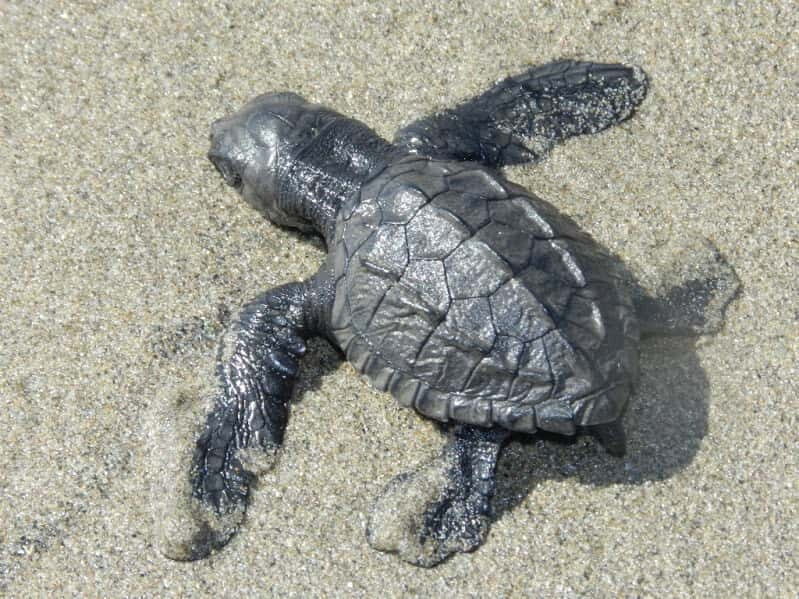 .Baby Turtle Release, Lagoon Boat Ride, and Crocodile Farm - FAQ