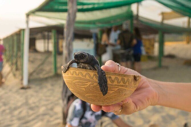 Baby Turtle Release Tour + Pick up + Courtesy in Puerto Escondido! - Key Points