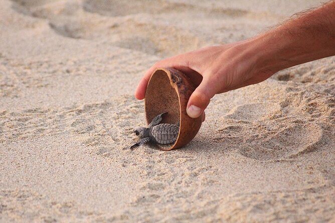Baby Turtle Release Tour + Pick up + Courtesy in Puerto Escondido! - Price and Value Analysis