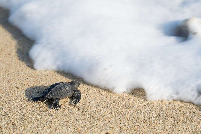 Baby Turtle Release Tour + Pick up + Courtesy in Puerto Escondido! - FAQ: Your Questions Answered