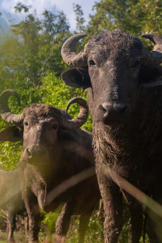 Bacalar: Calakmul, Palenque with a unique stop in the heart of the savanna - The Practicalities: What You Need to Know