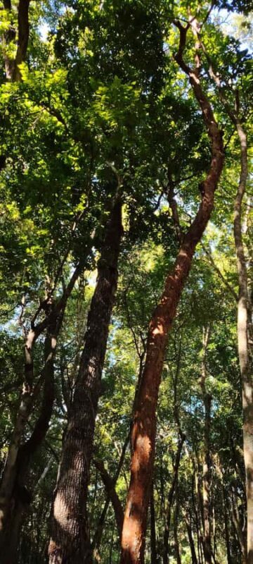 Bacalar: Ichkabal mayan temples & boat tour. - FAQ