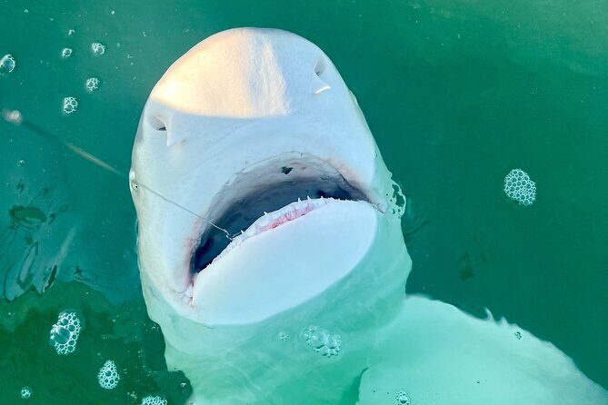 Backcountry Half Day Fishing Key West - The Sum Up: Who Should Book This Tour?