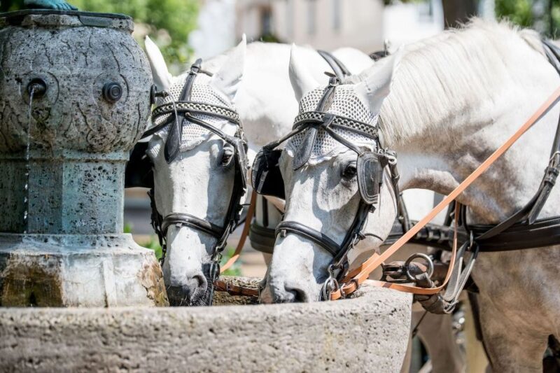 Baden-Baden: Private Walking Tour With A Professional Guide - An In-Depth Look at Your Baden-Baden Walking Tour