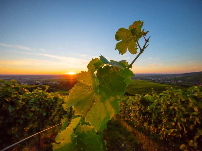 Baden-Baden: Wanderung mit dem Schwarzwald-Guide - Exploring Baden-Baden’s Black Forest Hiking Tour in Detail