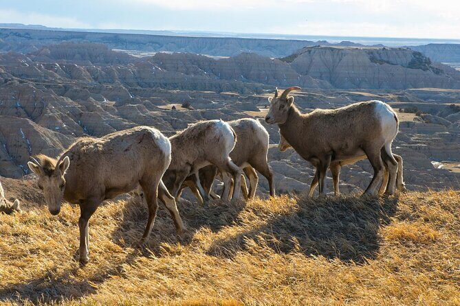 Badlands Premium Van Tour - Public - An In-Depth Look at the Badlands Premium Van Tour