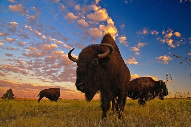 Badlands Premium Van Tour - Public - Frequently Asked Questions