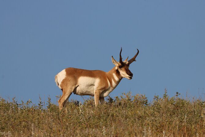 Badlands Scenic Flight and Stargazing Tour Experience - Exploring the Landscape from the Sky