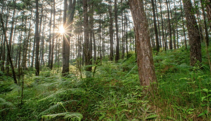 BAGUIO CITY DAY TOUR (FROM MANILA) - Key Points