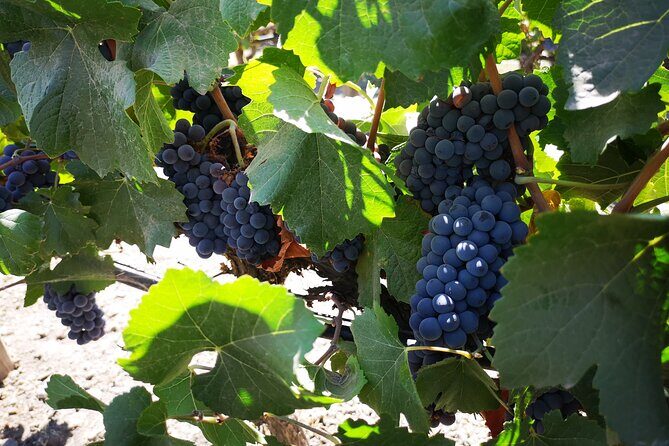 Baháí Temple, Winery & Tasting, Lapis Lazuli + Private Transport - FAQs