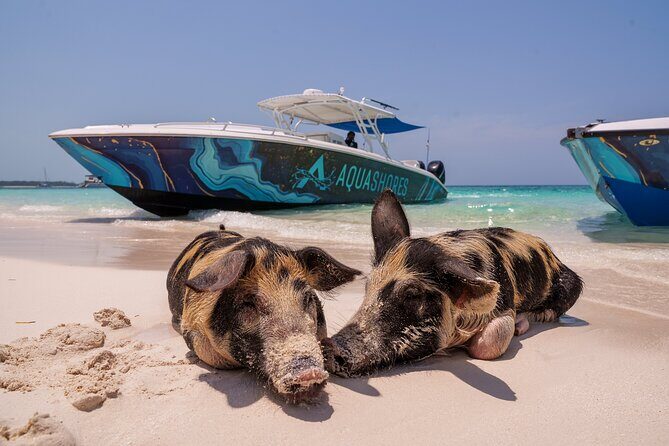 Bahamas Adventure: Pigs, Reef, Turtles, and Beach with Lunch - Exploring Nassau’s Best in Four Hours