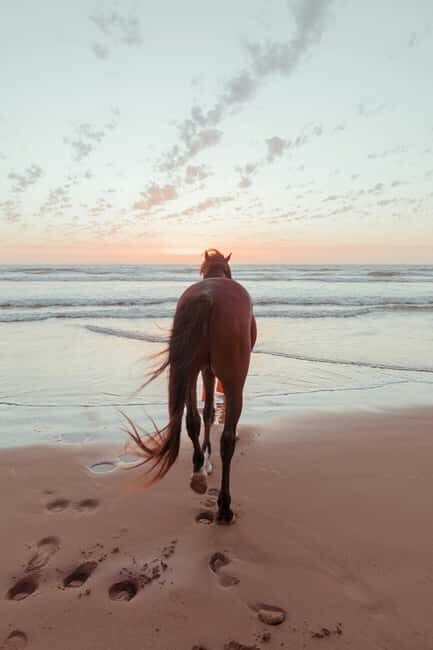 Bahamas: Horseback Riding Adventure on Beaches & Trails - Exploring the Bahamas on Horseback: Beaches & Trails