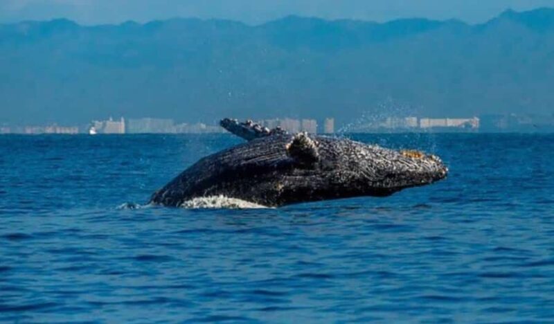 Bahía de Banderas: Whale Watching and Snorkeling Tour - Key Points