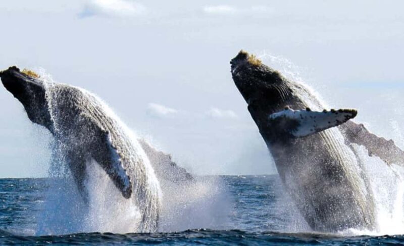 Bahía de Banderas: Whale Watching and Snorkeling Tour - An In-Depth Look at the Bahía de Banderas Whale Watching & Snorkeling Tour