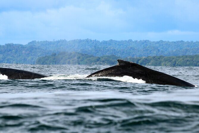 Bahía Málaga: Humpback Whale Watching in Cali - Colombia - Who Should Consider This Tour
