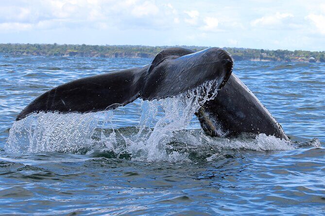 Bahía Málaga: Humpback Whale Watching in Cali - Colombia - Authentic Experiences and Real-World Insights